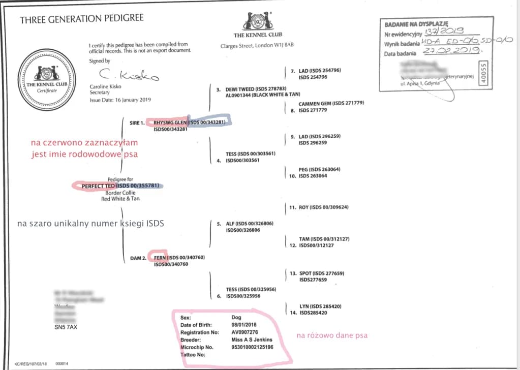 Gdzie wyrobić rodowód dla psa? Kluczowe informacje, które musisz znać