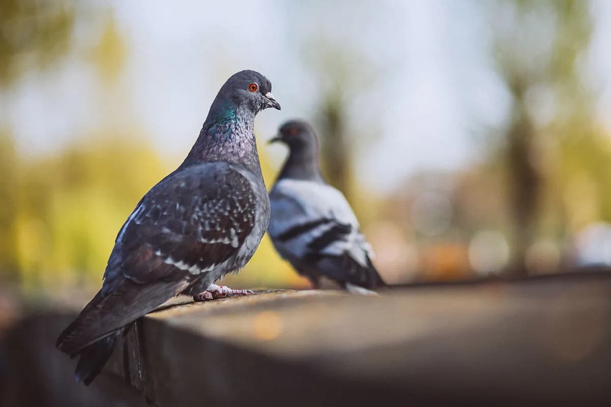 Jak wytresować gołębia: sprawdzone metody, które naprawdę działają