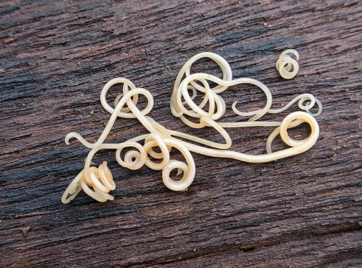 Robaki u szczeniaka objawy – jak rozpoznać i co zrobić, by pomóc