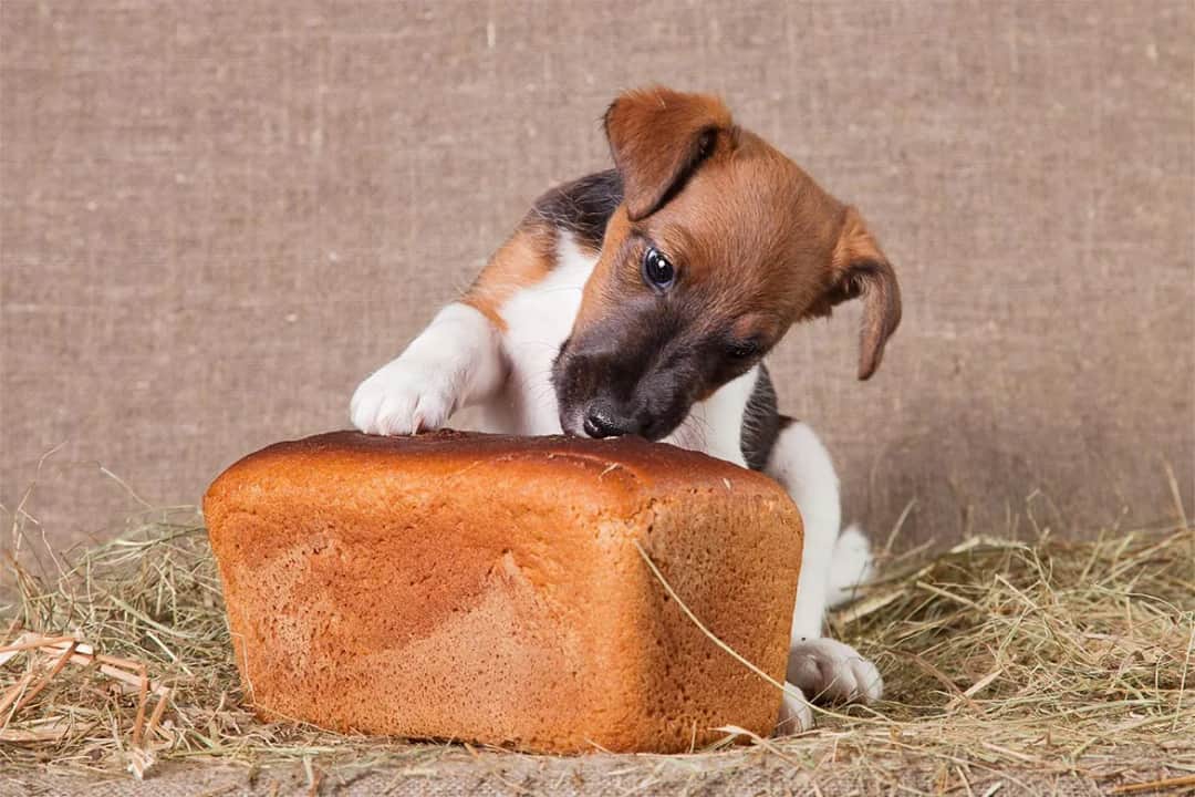 Czy pies może jeść chleb? Dowiedz się, co może mu zaszkodzić