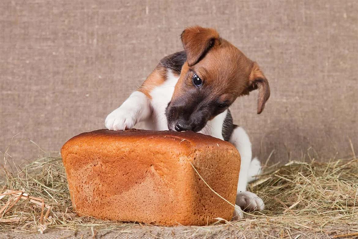 Czy pies może jeść chleb? Dowiedz się, co może mu zaszkodzić