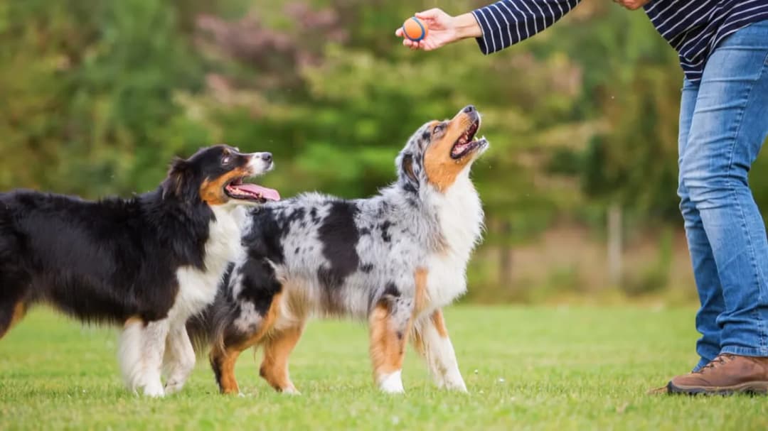 Jak wytresować dorosłego psa: skuteczne metody i techniki treningowe