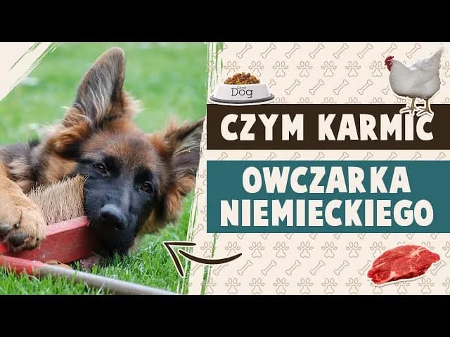 Jak karmić szczeniaka owczarka niemieckiego, aby uniknąć problemów zdrowotnych