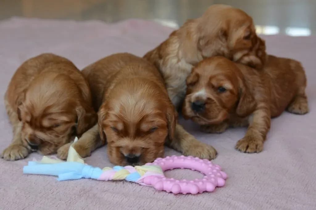 Kiedy szczeniaki zaczynają chodzić? Poznaj kluczowe etapy rozwoju