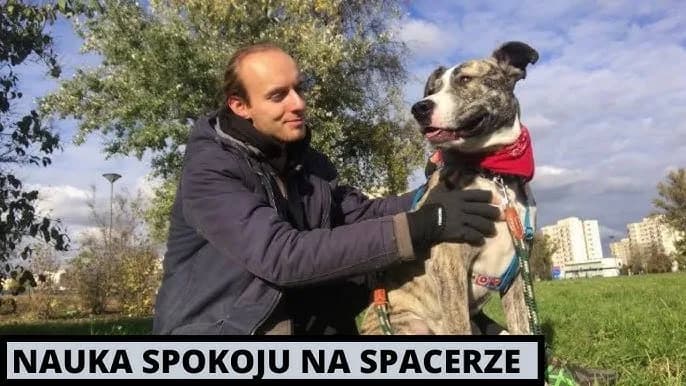 Jak wytresować amstaffa: skuteczne metody i najczęstsze błędy