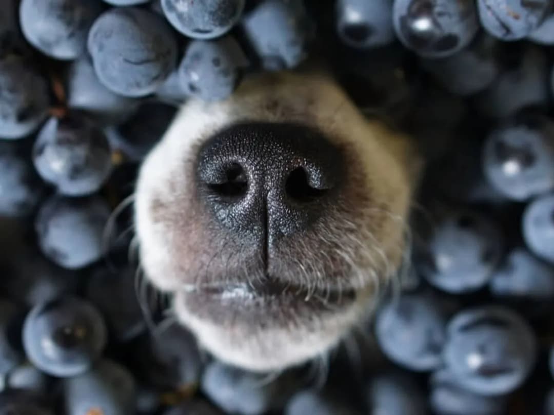 Czy psy mogą jeść borówki amerykańskie? Sprawdź, co musisz wiedzieć