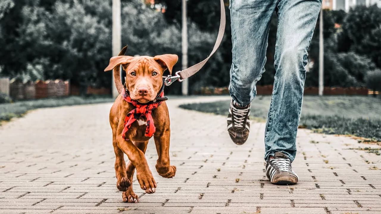 Kiedy po szczepieniu na spacer z psem? Bezpieczne terminy i porady