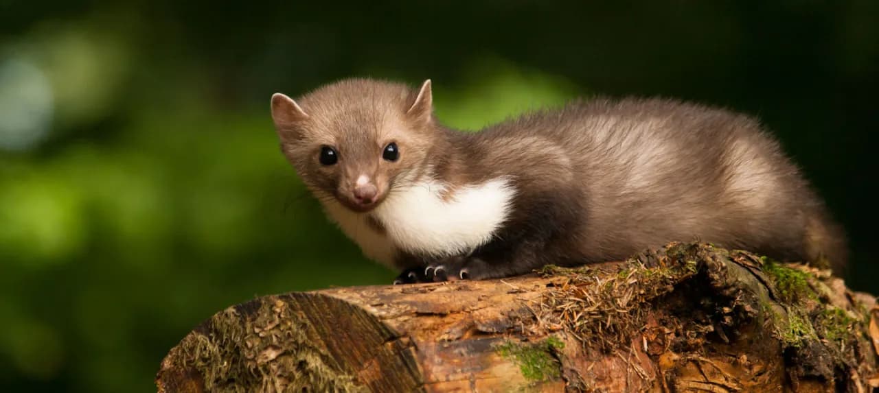 Czy kuna jest niebezpieczna dla psa? Oto, co musisz wiedzieć