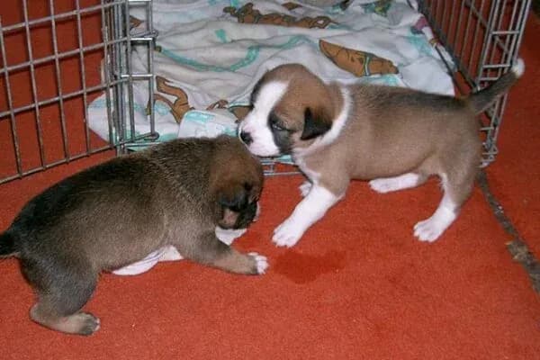 Ile trwa nauka czystości szczeniaka? Odkryj skuteczne metody treningu