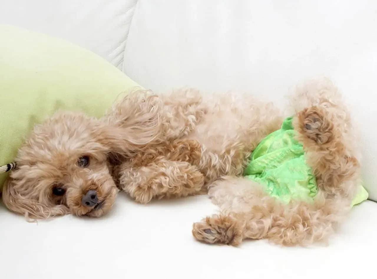 Jak zrobić majtki dla psa z maseczki na twarz – prosta instrukcja krok po kroku