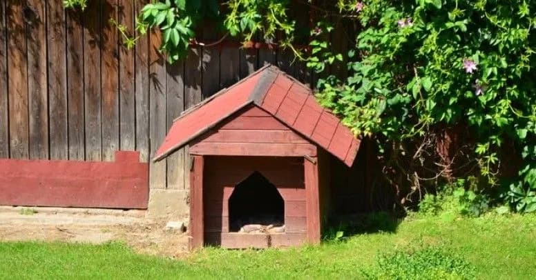 Jak zrobić ocieplaną budę dla psa – krok po kroku z materiałami
