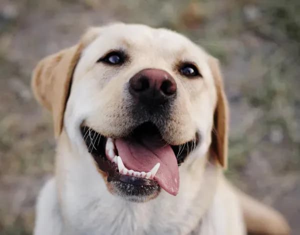 Jak wytresować labradora skutecznie i uniknąć typowych błędów