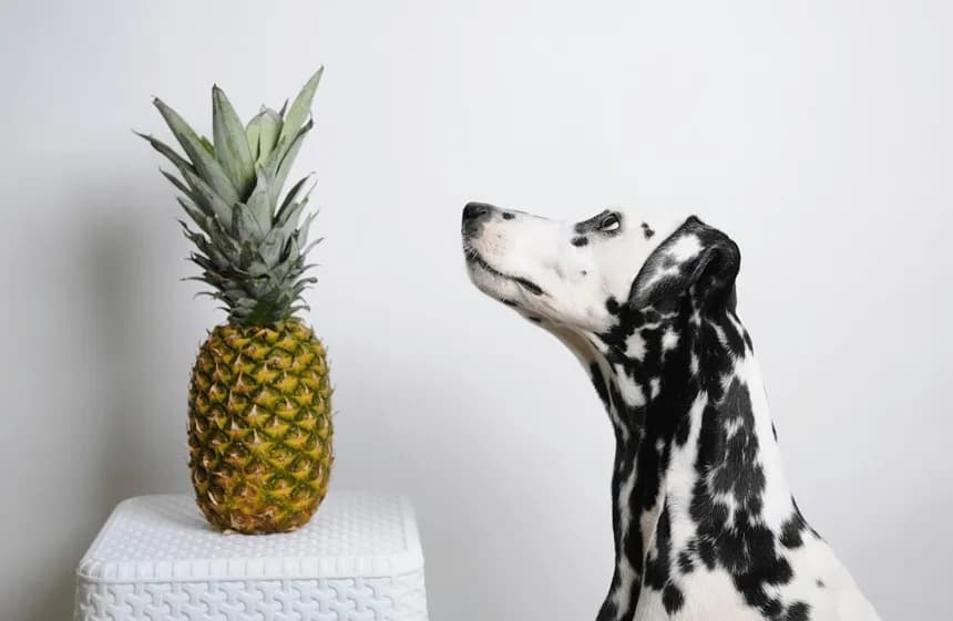 Czy pies może jeść ananasa? Sprawdź, co musisz wiedzieć!