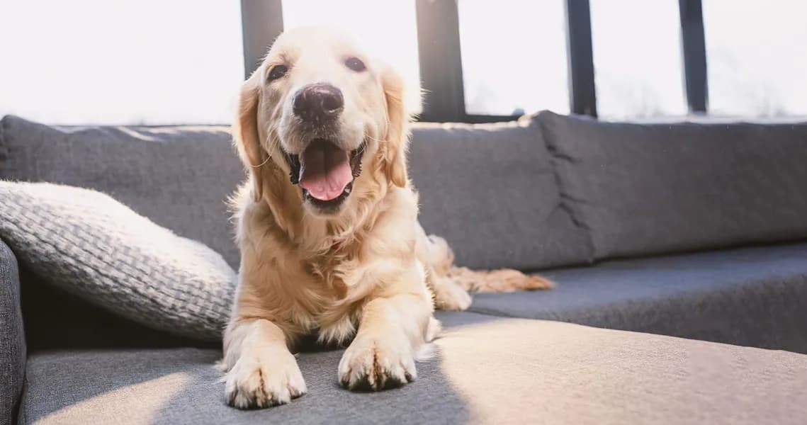 Jak przewieźć szczeniaka do domu bez stresu i ryzyka dla zdrowia