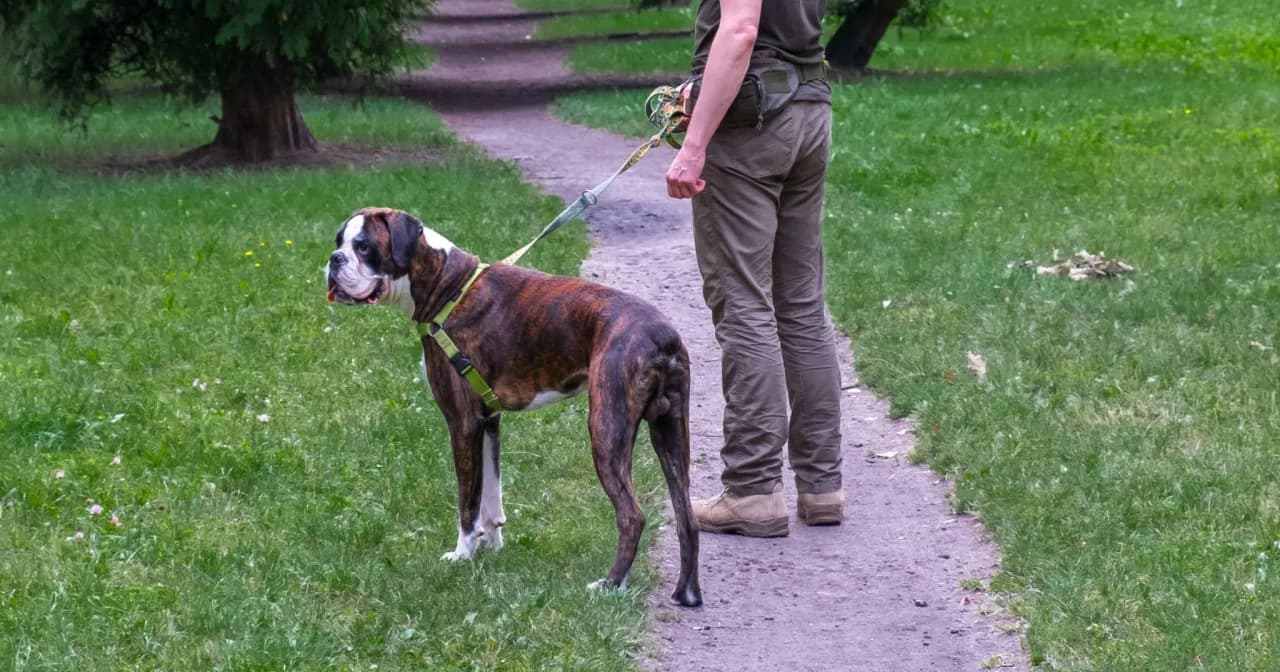 Gdzie z psem na spacer w Śląsku? Odkryj najlepsze miejsca dla psa