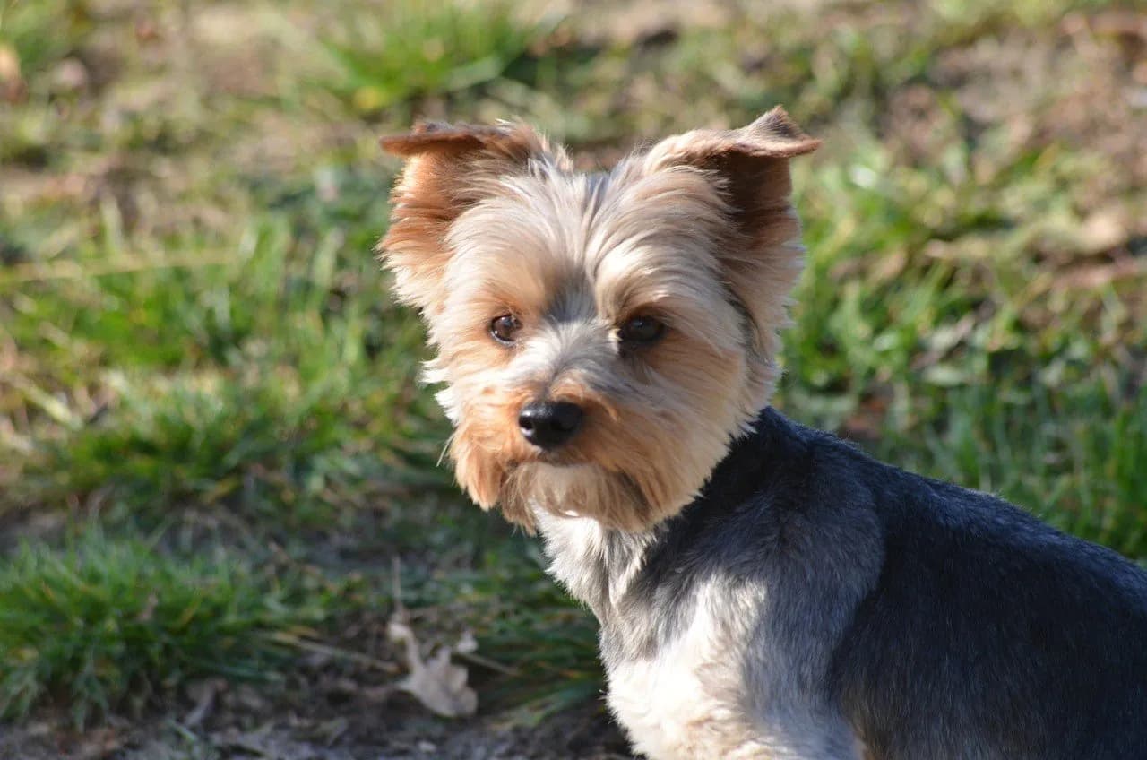 Gdzie na spacer z psem w okolicach Poznania? Odkryj najlepsze miejsca