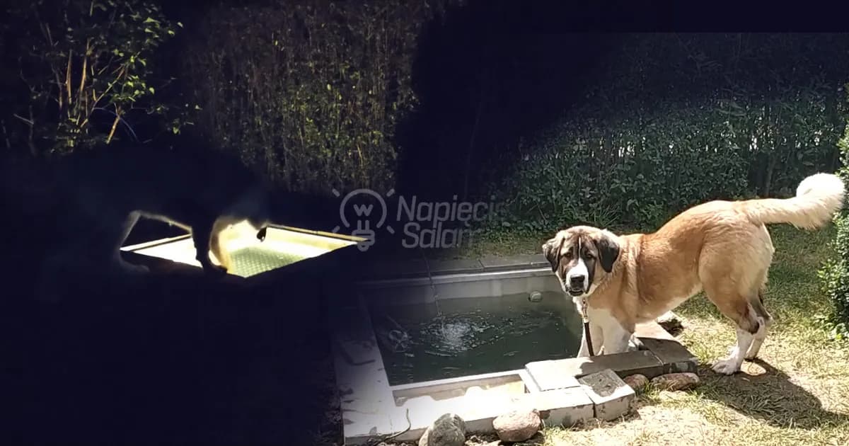 Jak zrobić basen dla psa - proste kroki, które zapewnią mu radość