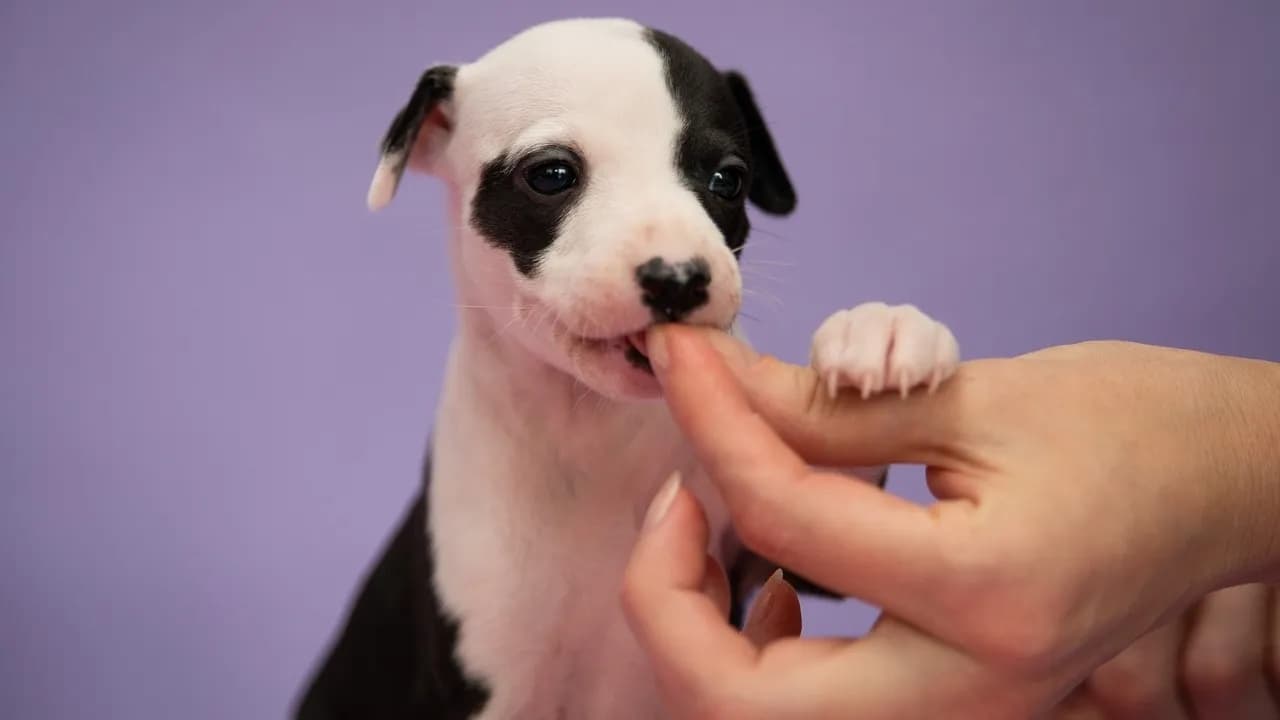 Do kiedy karma junior dla psa? Sprawdź, kiedy zmienić na dorosłą