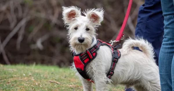 Jak dobrać szelki dla psa, aby uniknąć niewłaściwego rozmiaru
