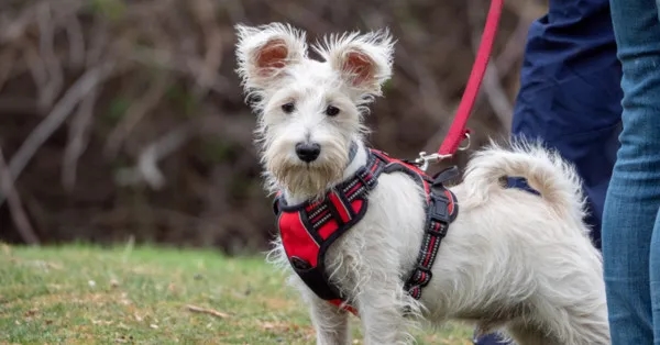 Jak dobrać szelki dla psa, aby uniknąć niewłaściwego rozmiaru