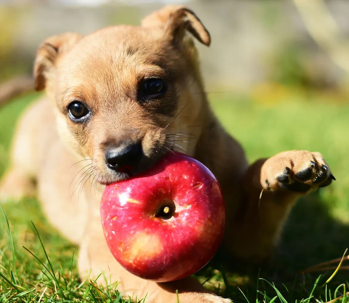 Czy szczeniak może jeść jabłko? Bezpieczne praktyki żywieniowe dla psów
