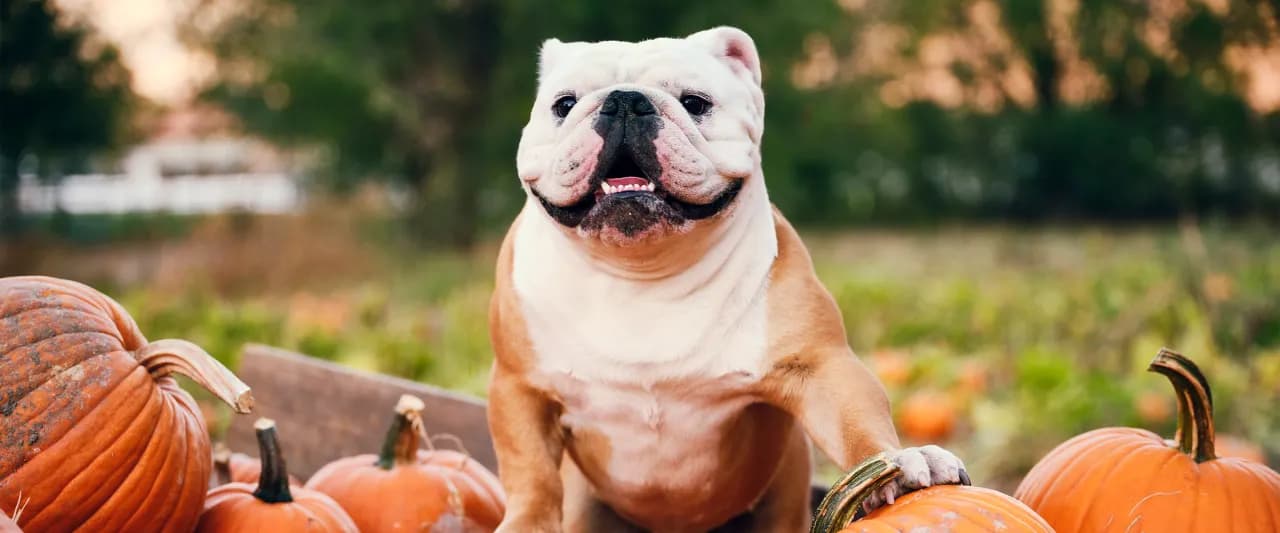 Czy pies może jeść dynię? Bezpieczne sposoby na jej podanie