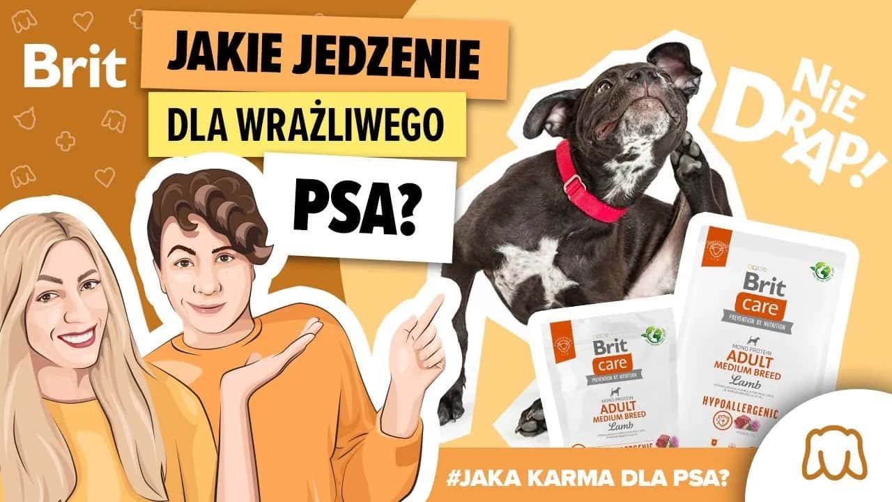 Jaka karma dla psa, który się drapie? Sprawdź skuteczne rozwiązania