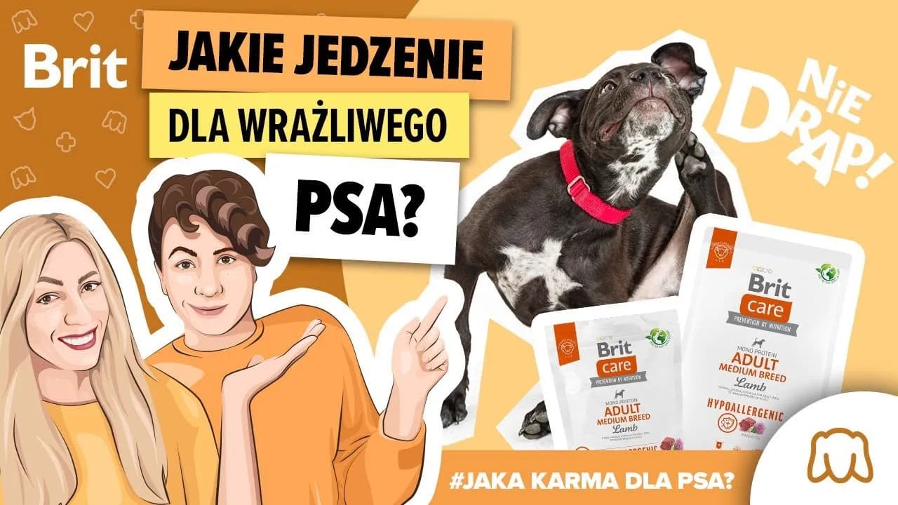 Jaka karma dla psa, który się drapie? Sprawdź skuteczne rozwiązania
