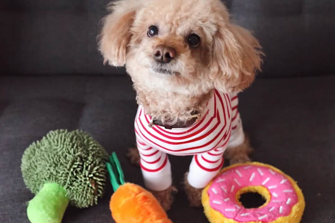 Czy psy mogą jeść pomidory? Odkryj zagrożenia i korzyści