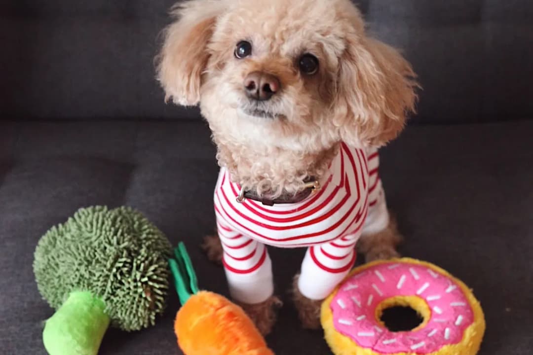 Czy psy mogą jeść pomidory? Odkryj zagrożenia i korzyści