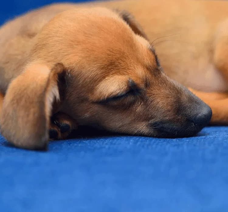 Gdzie powinien spać szczeniak, aby czuł się bezpiecznie i komfortowo?