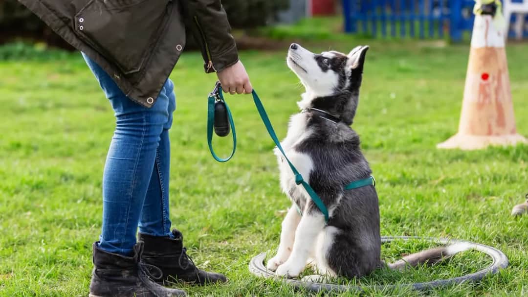 Jak wytresować psa w domu: sprawdzone metody i skuteczne porady