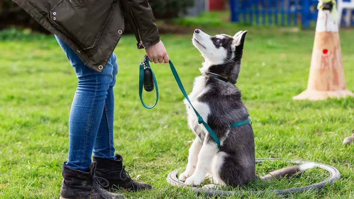 Jak wytresować psa w domu: sprawdzone metody i skuteczne porady
