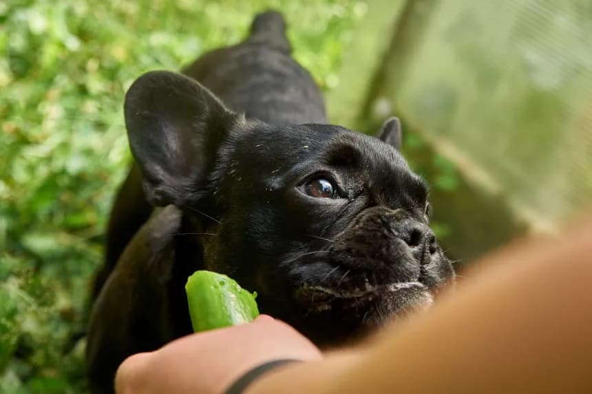 Czy pies może jeść ogórka? Sprawdź, co musisz wiedzieć!